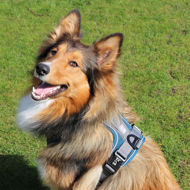 Duvoplus EXPLOR Ultimate Fit No-Pull-Geschirr - petrol blue - XL - 52-66cm - 71-104cm – Bild 3